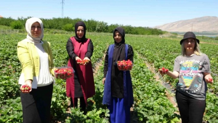 Malatya'da çilek kadın elinde yetişiyor