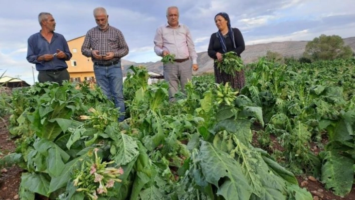 Dolu yağışı tütünlere zarar verdi