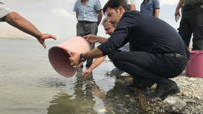 Malatya'da göletlere 2,5 milyon yavru sazan