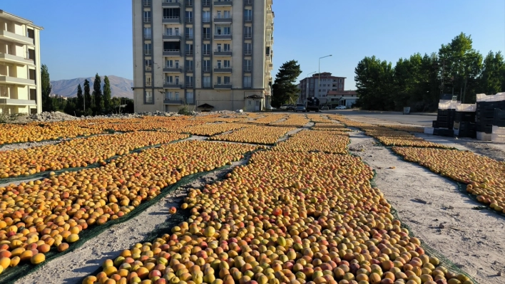 Malatya'da hasat edilen kayısılar kurutuluyor