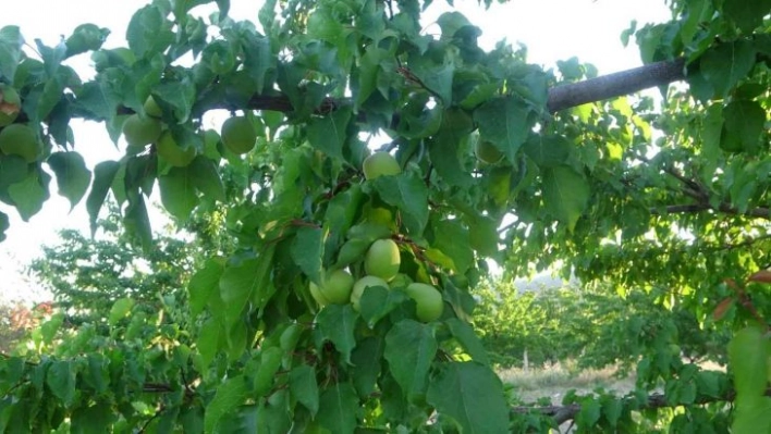 Kayısı üreticisi hasat için gün sayıyor