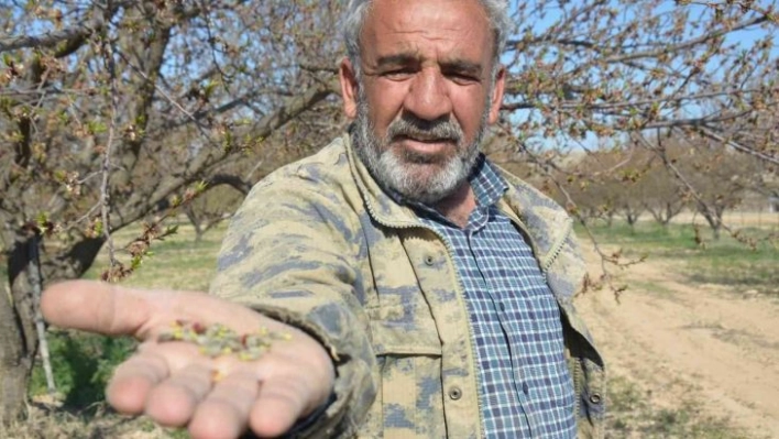 Malatya'da kayısıyı don vurdu