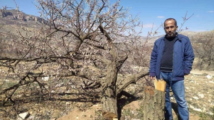 Kimliği belirsiz kişiler kayısı ağaçlarına zarar verdi