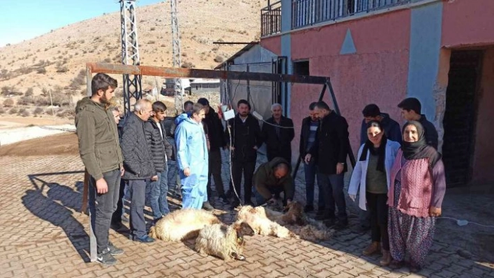 Malatya'da koyun kırkma eğitimi