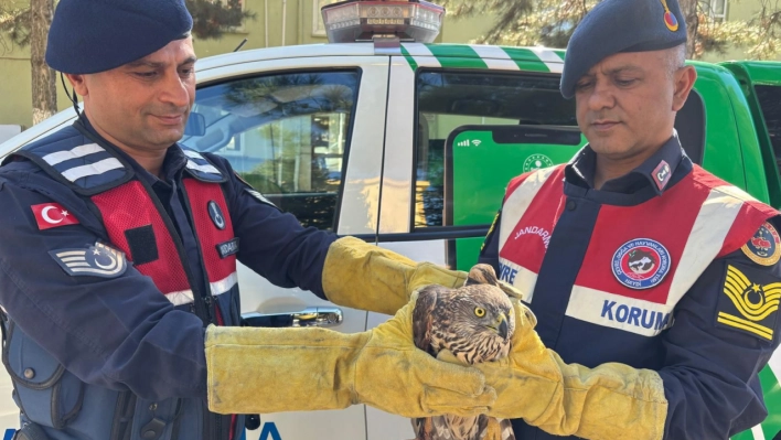 Malatya'da yaralı bulunan kızıl şahin tedavi edilecek