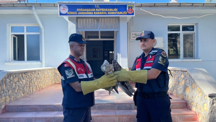 Malatya'da yaralı bulunan şahin tedavi edilecek