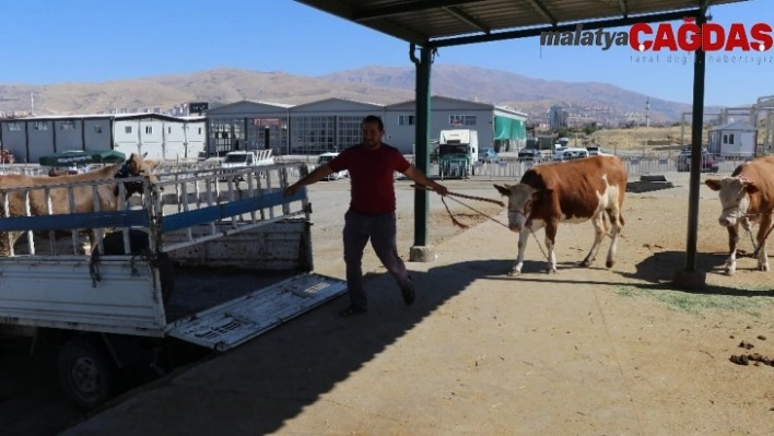 Malatya hayvan pazarında durgunluk yaşanıyor