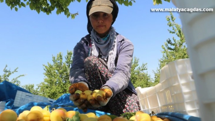 Malatyalılardan kayısı bizim tepkisi