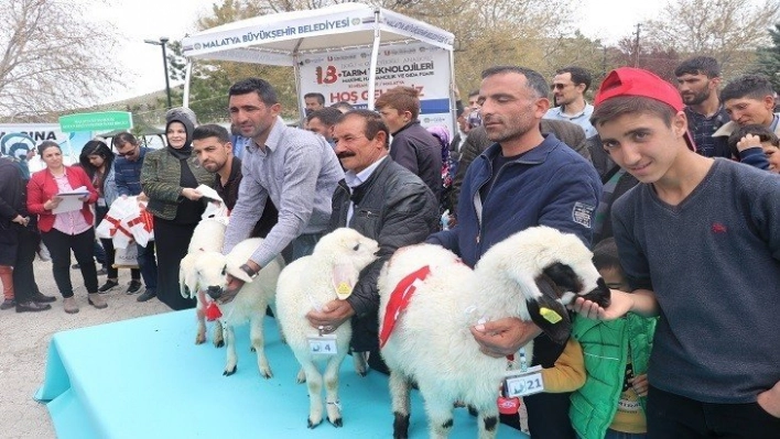 Malatya'nın en güzel kuzusu Darende'den