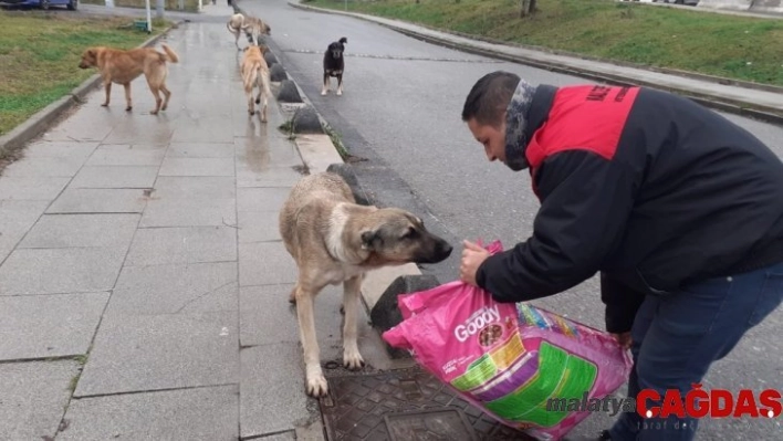 Maltepe'deki can dostlara bin 500 kilogram mama