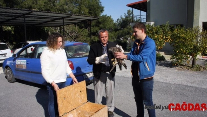 Manavgat'ta bulunan yaralı şahin Milli Parkı Şefliğine teslim edildi