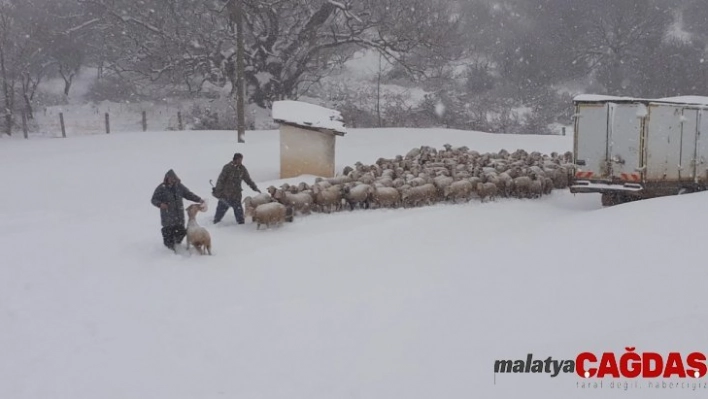 Manisa'da 200 koyun yaylada mahsur kaldı