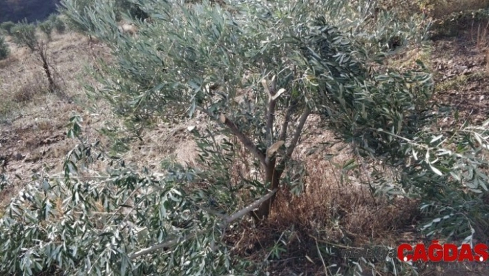 Manisa'da zeytin ağacı katliamı