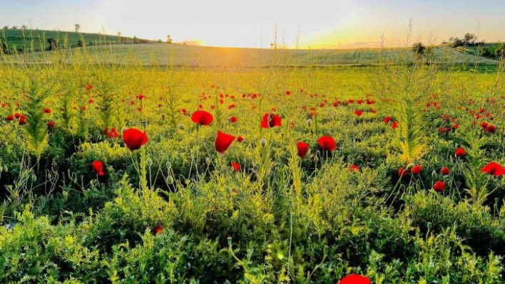 Mardin'de gelincik tarlaları doğal stüdyo oldu