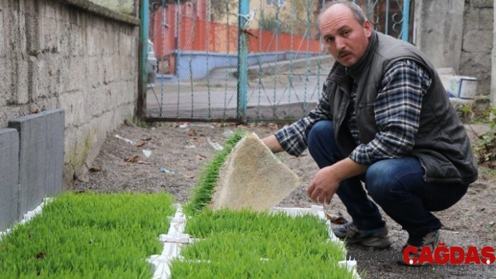 Merak edip araştırdı, hayvanları için topraksız buğdaydan çim üretmeye başladı