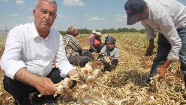 Meşhur araban sarımsağında hasat zamanı