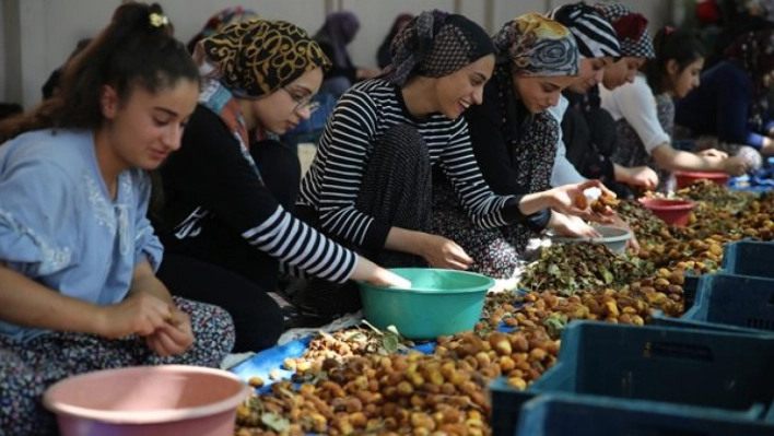 Mevsimlik tarım işçileri kayısı mesaisinde