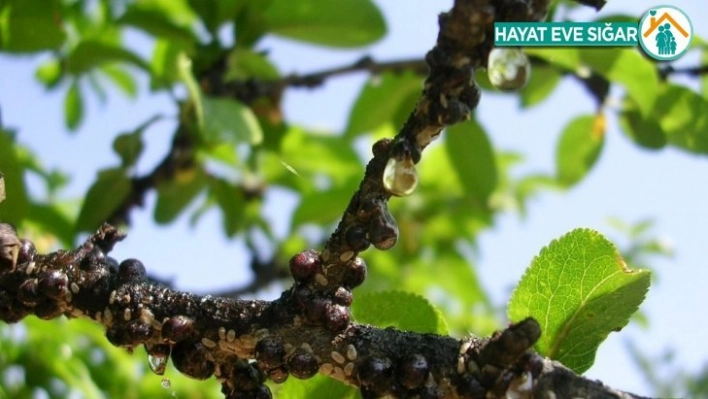 Meyvelerde kabuklu bit uyarısı