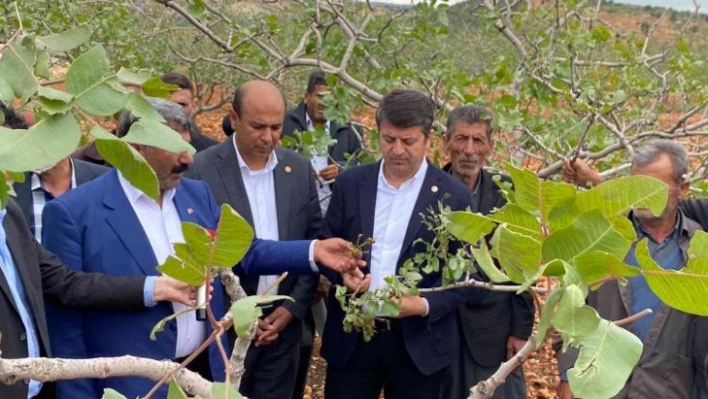 Milletvekili Tutdere: 'Dolu afetinden dolayı ağaçlarda dal, ekinlerde başak kalmadı'