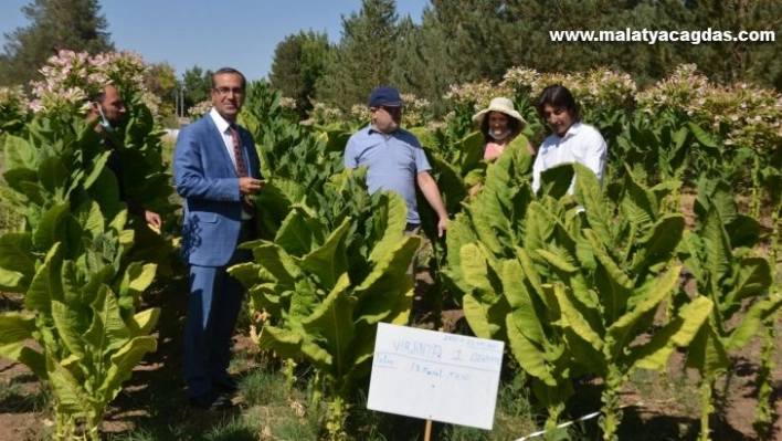 MŞÜ'nün deneme ekimi Virginia tütünü hasadına başlandı