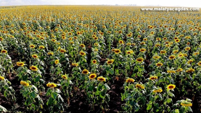 Muş Ovası sarıya boyandı