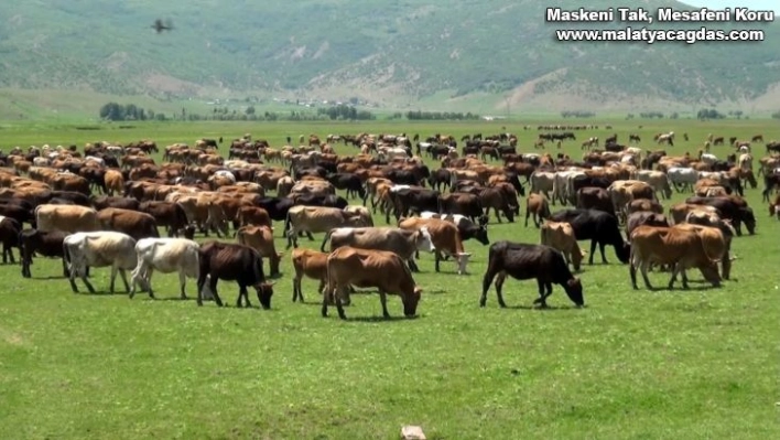 Muş'ta büyükbaş hayvan sayısında artış