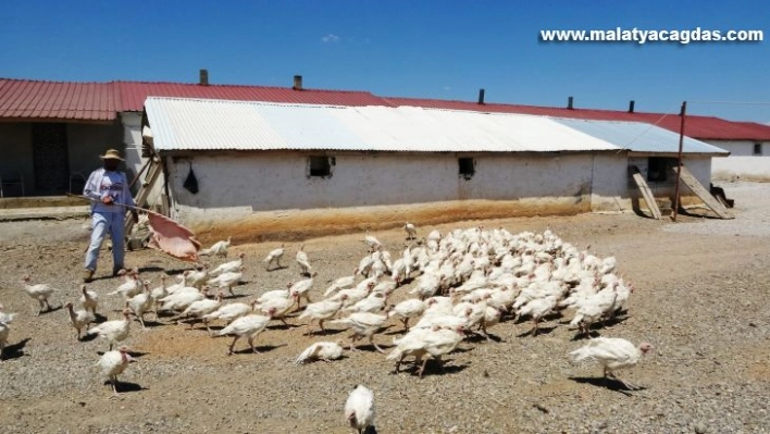 Muş'ta Kanada ırkı beyaz hindi yetiştiriciliği