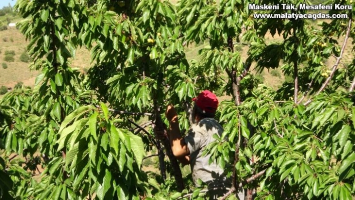 Muş'ta kiraz hasadı başladı