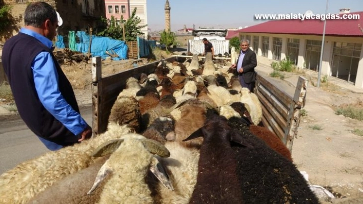 Muş'tan büyük şehirlere kuzu sevkiyatı