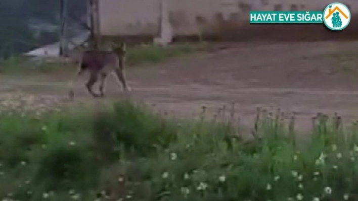 Nadir görülen vahşi vaşak yerleşim yerine indi