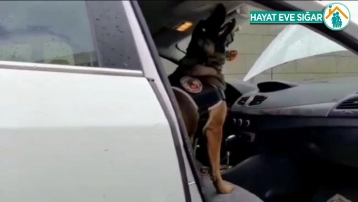 Narkotik köpeği tepki verdi, uyuşturucu lambanın arkasından çıktı