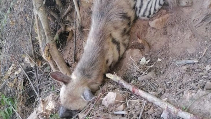 Nesli tükenme tehlikesi olan çizgili sırtlan bulundu