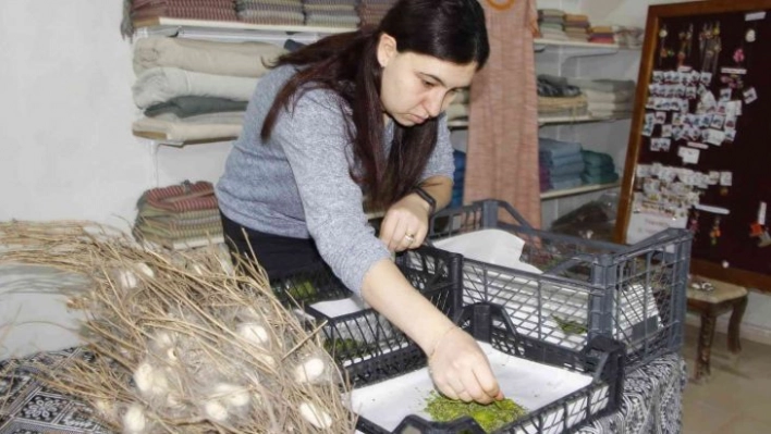 Nesli tükenmekte olan 'Hatay sarısı' emin ellerde