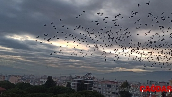 Ödemiş'te binlerce sığırcık kuşundan görsel şov