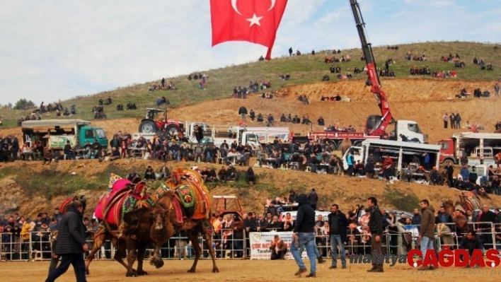 Ödemiş'te deve güreşi heyecanı