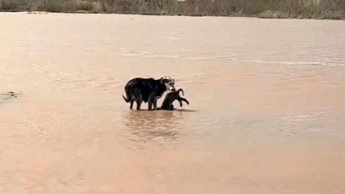 Ölen yavrularını böyle aradılar, görenler duygulandı