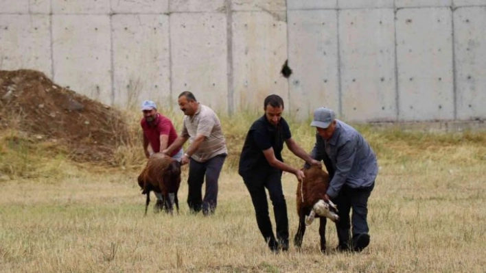 Oltulular kurban kesim alanlarına akın etti