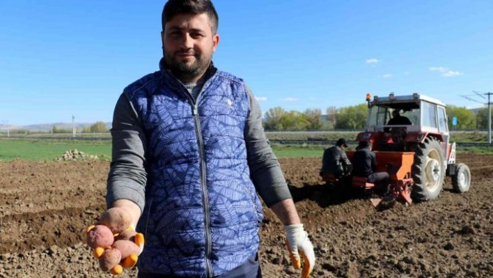 On binlerce tohumluk patatesi elleriyle toprakla buluşturdular