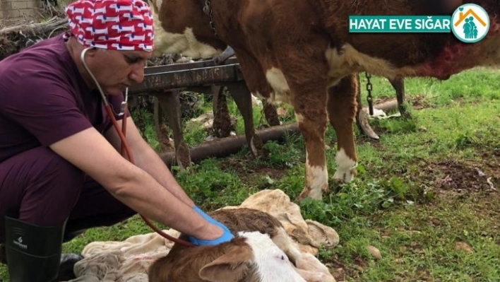 Onlarda hayvan sağlığı için görev başında