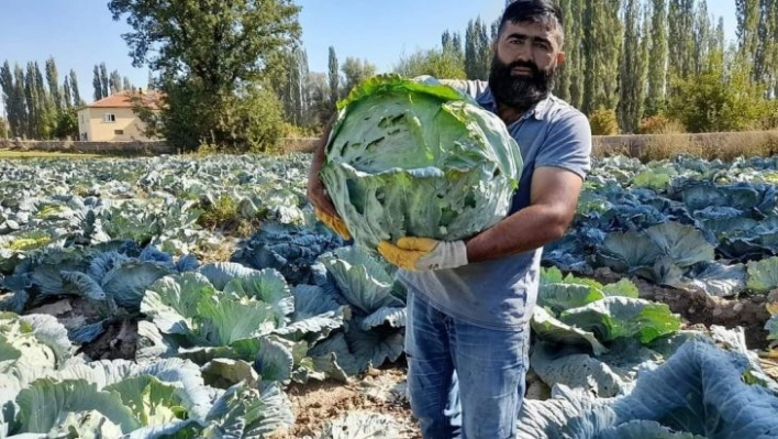 Organik lahanaya ilgi büyük