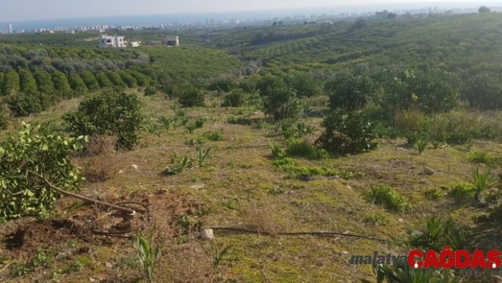 Orman arazisine dikilen limon ağaçları kesildi