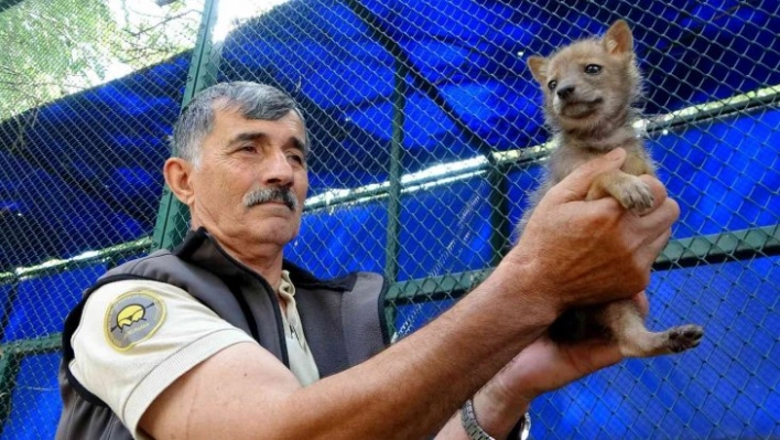 Osmaniye'de bulunan çakal yavrusu koruma altına alındı