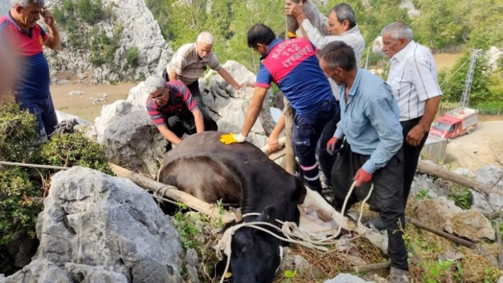 Otlanırken kayaların arasına düşen ineği itfaiye kurtardı