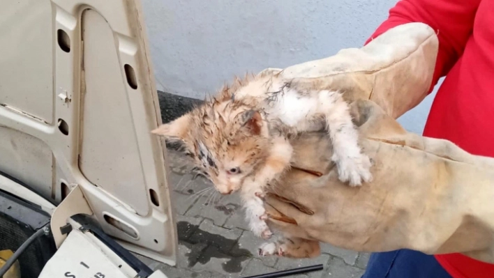 Otomobilin motor bölümünde sıkışan kedi yavrusunu itfaiye kurtardı