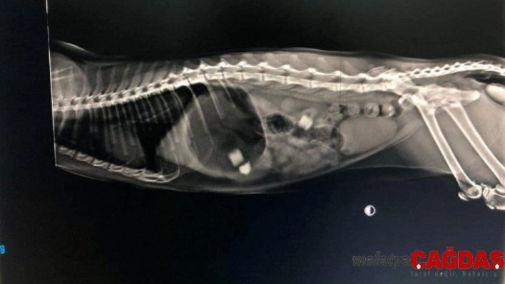 (Özel) 11 aylık kedinin midesinden silgi parçaları çıktı