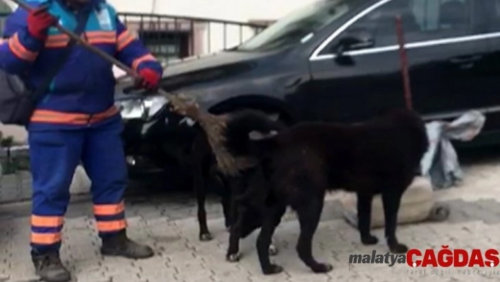 (Özel) Temizlik işçisinin sokak köpeklerine süpürgeyle masaj yaptığı ısıtan görüntüler kamerada