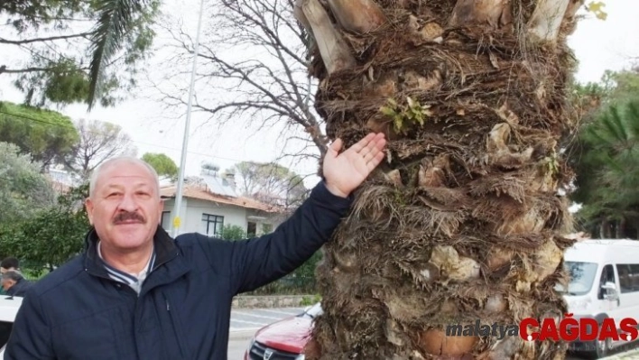 Palmiye ağacının gövdesinden incir ve meşe çıktı