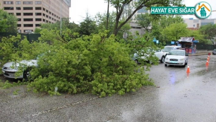 Park yasağı bulunan bölgeye park etti, aracının üstüne ağaç düştü