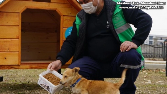 Parklara kedi ve köpek evleri kuruluyor