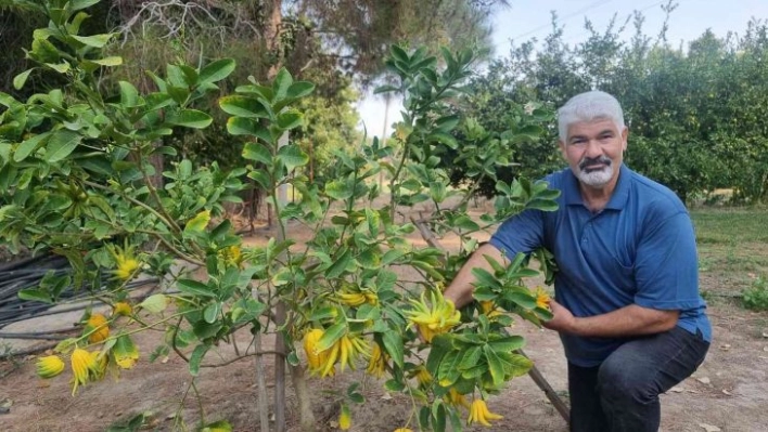 Parmaklı narenciye şaşkına çeviriyor